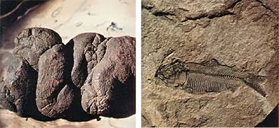 LEFT: This coprolite, a piece of fossilized excrement, can teach us much about prehistoric animals. RIGHT: Ancient fish looked very much like their modern counterparts.